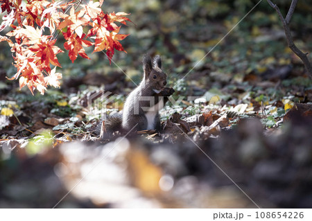 秋の紅葉する森のエゾリス 秋の紅葉する森のエゾリス 108654226