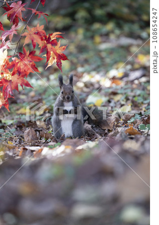 秋の紅葉する森のエゾリス 秋の紅葉する森のエゾリス 108654247