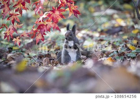 秋の紅葉する森のエゾリス 108654256