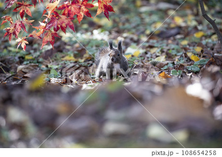 秋の紅葉する森のエゾリス 108654258