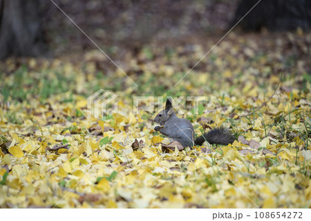 秋の紅葉する森のエゾリス 秋の紅葉する森のエゾリス 108654272