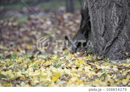 秋の紅葉する森のエゾリス 108654279