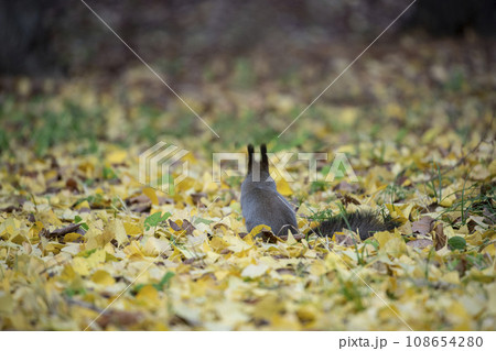 秋の紅葉する森のエゾリス 108654280