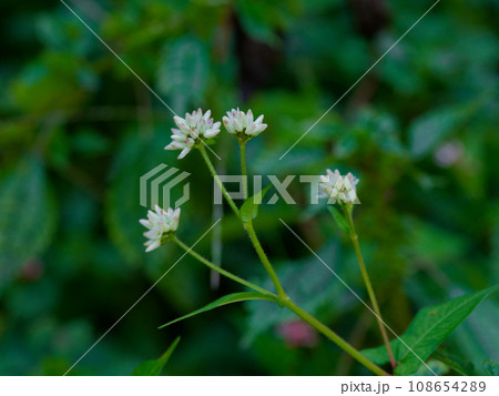 つる性一年草タデ科ママコノシリヌグイの花 つる性一年草タデ科ママコノシリヌグイの花 108654289