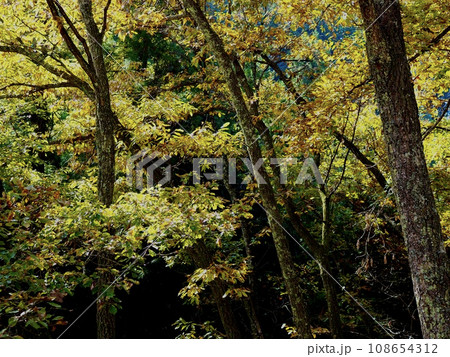 色づき始めた秋の木々 秋の森の風景 色づき始めた秋の木々 秋の森の風景 108654312