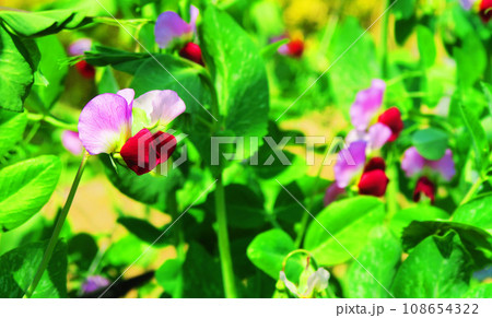 サヤエンドウの花のある風景 108654322