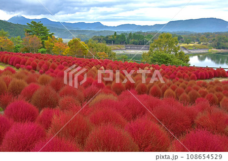 大分県　るるパーク　赤いコキア 108654529