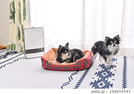 犬用ベッドでリラックスしながなセラミックヒーターで温まる2匹のチワワ 犬用ベッドでリラックスしながなセラミックヒーターで温まる2匹のチワワ 108654547