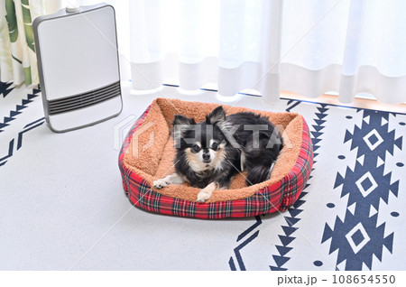 犬用ベッドでリラックスしながなセラミックヒーターで温まるチワワ 犬用ベッドでリラックスしながなセラミックヒーターで温まるチワワ 108654550