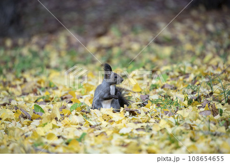 秋の紅葉する森のエゾリス 108654655