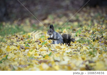 秋の紅葉する森のエゾリス 秋の紅葉する森のエゾリス 108654656