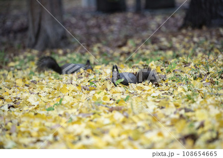 秋の紅葉する森のエゾリス 秋の紅葉する森のエゾリス 108654665