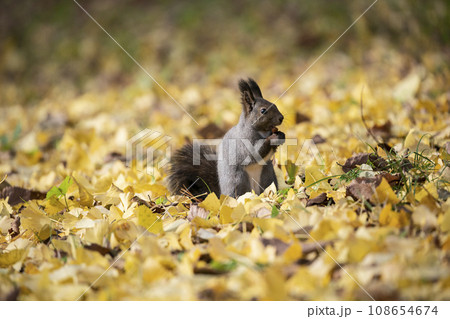 秋の紅葉する森のエゾリス 秋の紅葉する森のエゾリス 108654674