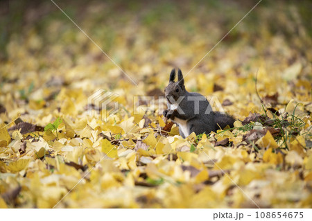 秋の紅葉する森のエゾリス 秋の紅葉する森のエゾリス 108654675