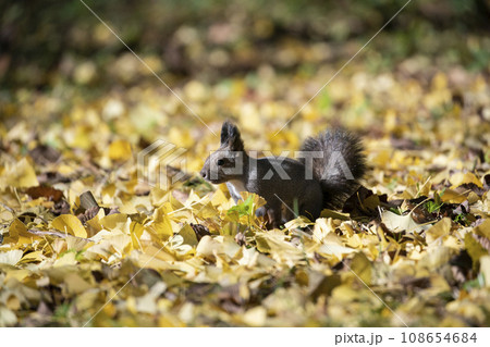秋の紅葉する森のエゾリス 秋の紅葉する森のエゾリス 108654684