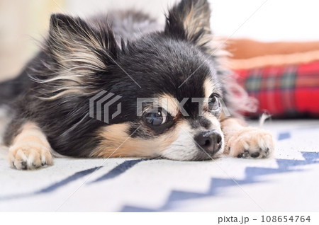 まどろむシニアチワワの顔のアップ 108654764