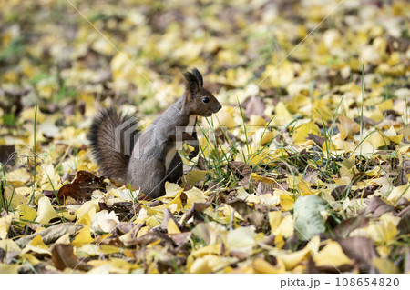秋の紅葉する森のエゾリス 秋の紅葉する森のエゾリス 108654820