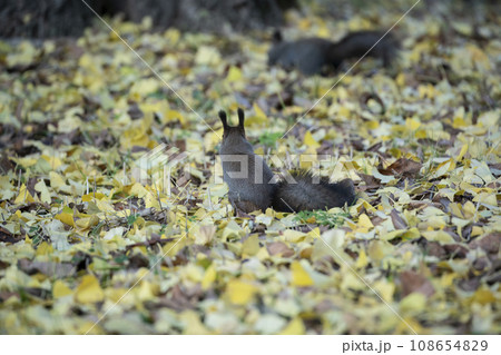 秋の紅葉する森のエゾリス 108654829