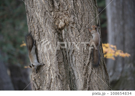 秋の紅葉する森のエゾリス 秋の紅葉する森のエゾリス 108654834