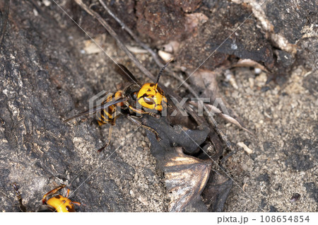 オオスズメバチ 108654854