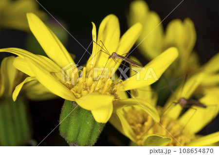 クチナガガガンボ 108654870