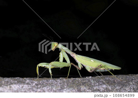 ハラビロカマキリ 108654899