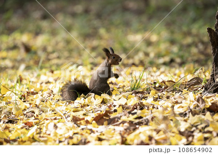 秋の紅葉する森のエゾリス 108654902