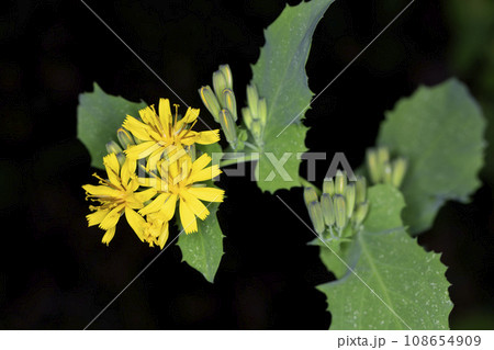 ヤクシソウ 108654909