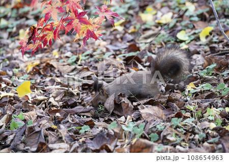 秋の紅葉する森のエゾリス 108654963