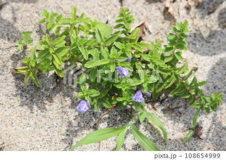 白い砂浜に咲いたナミキソウの花 108654999