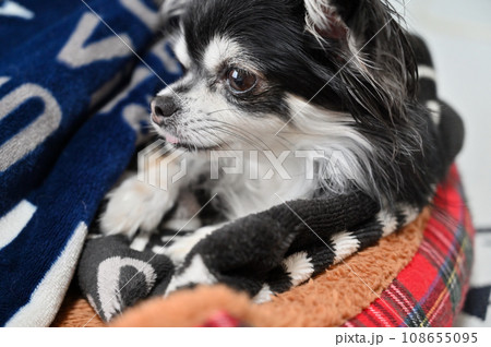 犬用ベッドでブランケットに包まる可愛いチワワのアップ 犬用ベッドでブランケットに包まる可愛いチワワのアップ 108655095