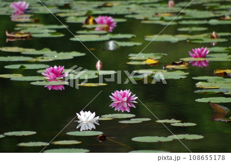 広島 極楽寺山 蛇の池に咲く睡蓮 広島 極楽寺山 蛇の池に咲く睡蓮 108655178