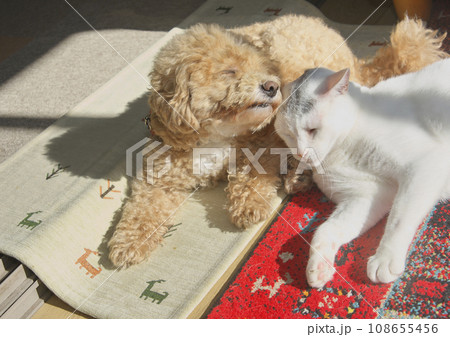 犬と猫の日向ぼっこ 犬と猫の日向ぼっこ 108655456