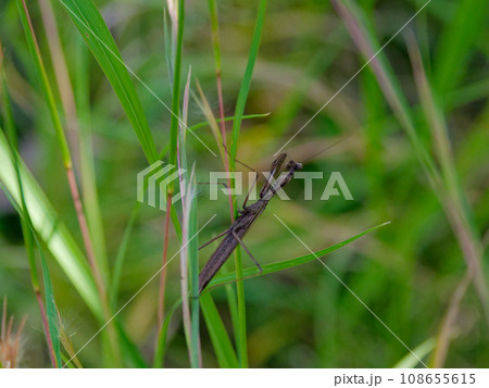 地上徘徊性カマキリコカマキリ褐色型♀ 108655615