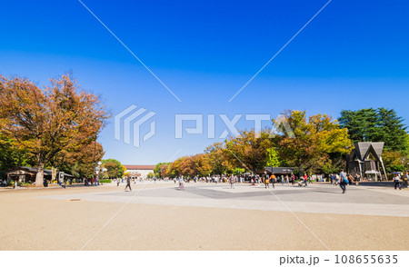 秋晴れの上野公園 さくら通り 秋晴れの上野公園 さくら通り 108655635