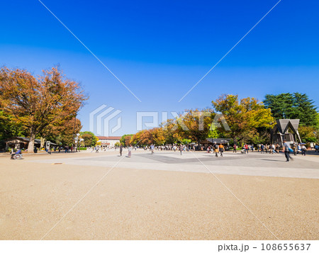 秋晴れの上野公園 さくら通り 秋晴れの上野公園 さくら通り 108655637