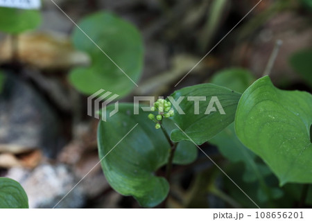 マイズルソウの花の蕾 108656201