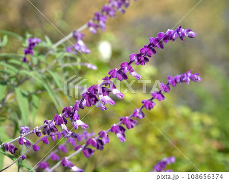 アメジストセージ アメジストセージ 108656374