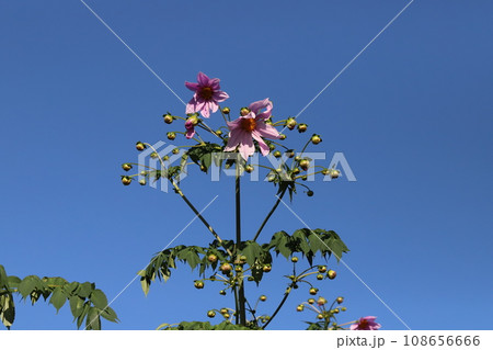秋の庭に咲く背が高いピンク色の皇帝ダリアの花 秋の庭に咲く背が高いピンク色の皇帝ダリアの花 108656666