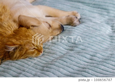 Small cute labrador retriever puppy dog and young cat on a bed. Friendship of pets 108656787