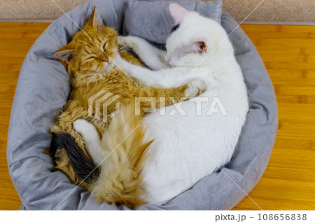 Two cats lying in their soft cozy cat bed Two cats lying in their soft cozy cat bed 108656838