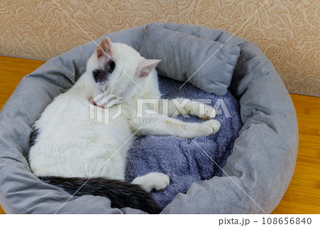 White cat lying in his soft cozy cat bed 108656840