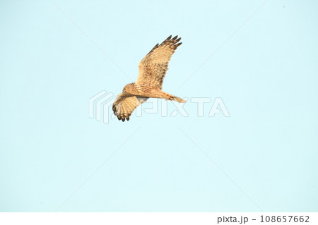 チュウヒ チュウヒ 108657662