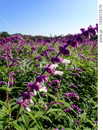 セージの季節を迎えた青山リゾートハーブガーデン セージの季節を迎えた青山リゾートハーブガーデン 108657676