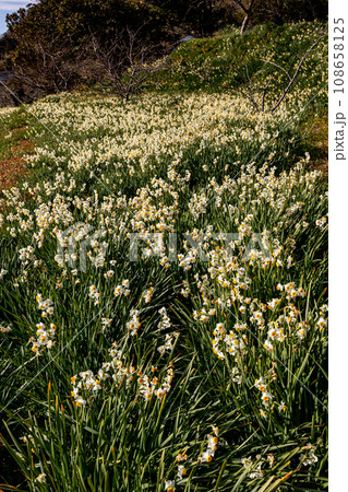 冬の寒さに耐え、早春の息吹にめざめ可憐な花を咲かせる、小さな花たち 冬の寒さに耐え、早春の息吹にめざめ可憐な花を咲かせる、小さな花たち 108658125