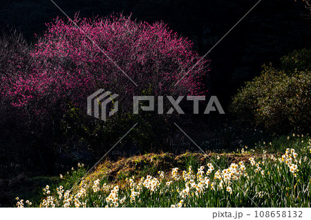 冬の寒さに耐え、早春の息吹にめざめ可憐な花を咲かせる、小さな花たち 108658132