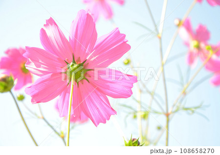 陽光を浴びるピンク色のコスモス 108658270
