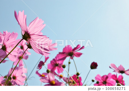 陽光を浴びるピンク色のコスモス 陽光を浴びるピンク色のコスモス 108658271