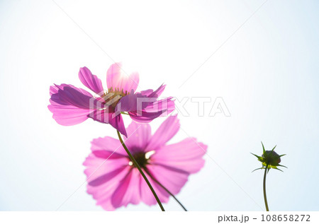 陽光を浴びるピンク色のコスモス 陽光を浴びるピンク色のコスモス 108658272