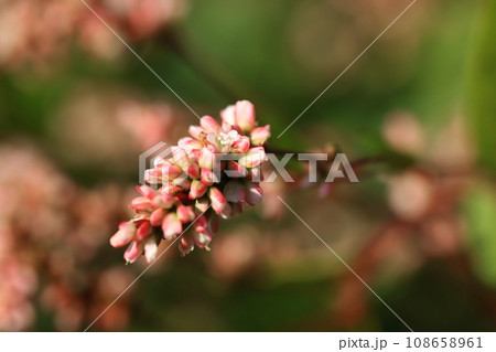 京藍の花 108658961